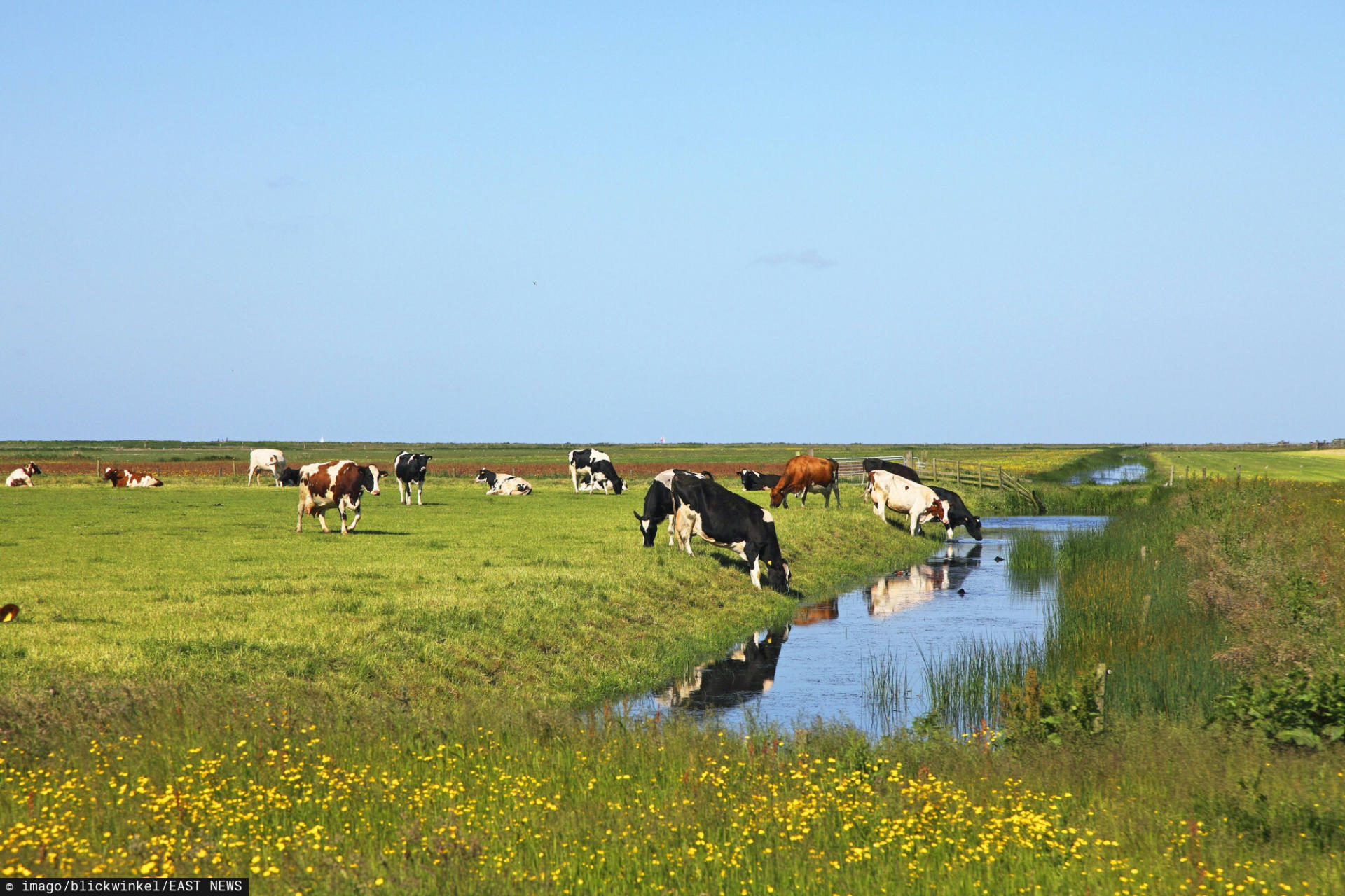 Rolnictwo - Holandia