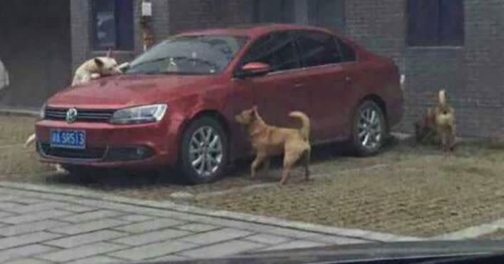 Bezdomne psy atakują samochód2