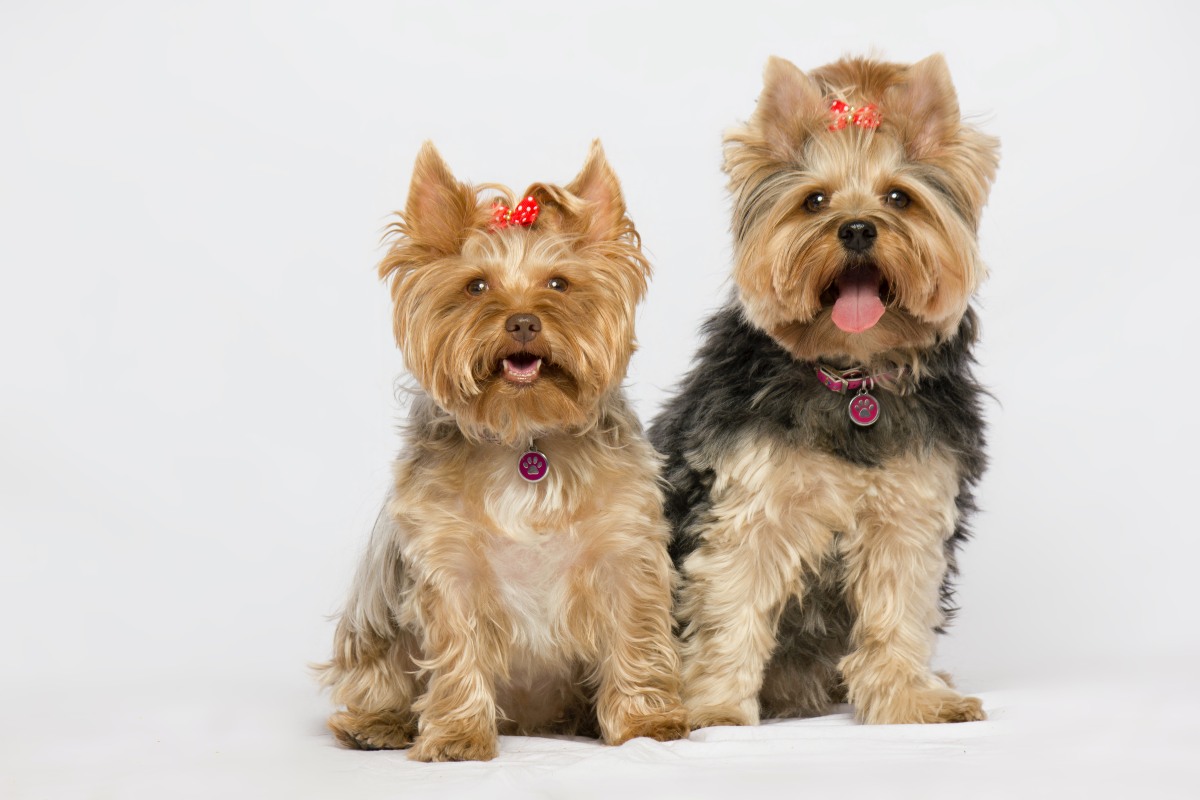 Yorkshire terrier