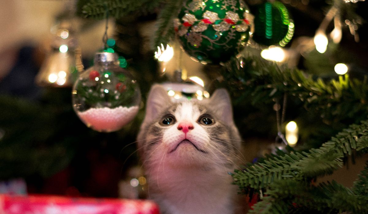 kot Boże Narodzenie