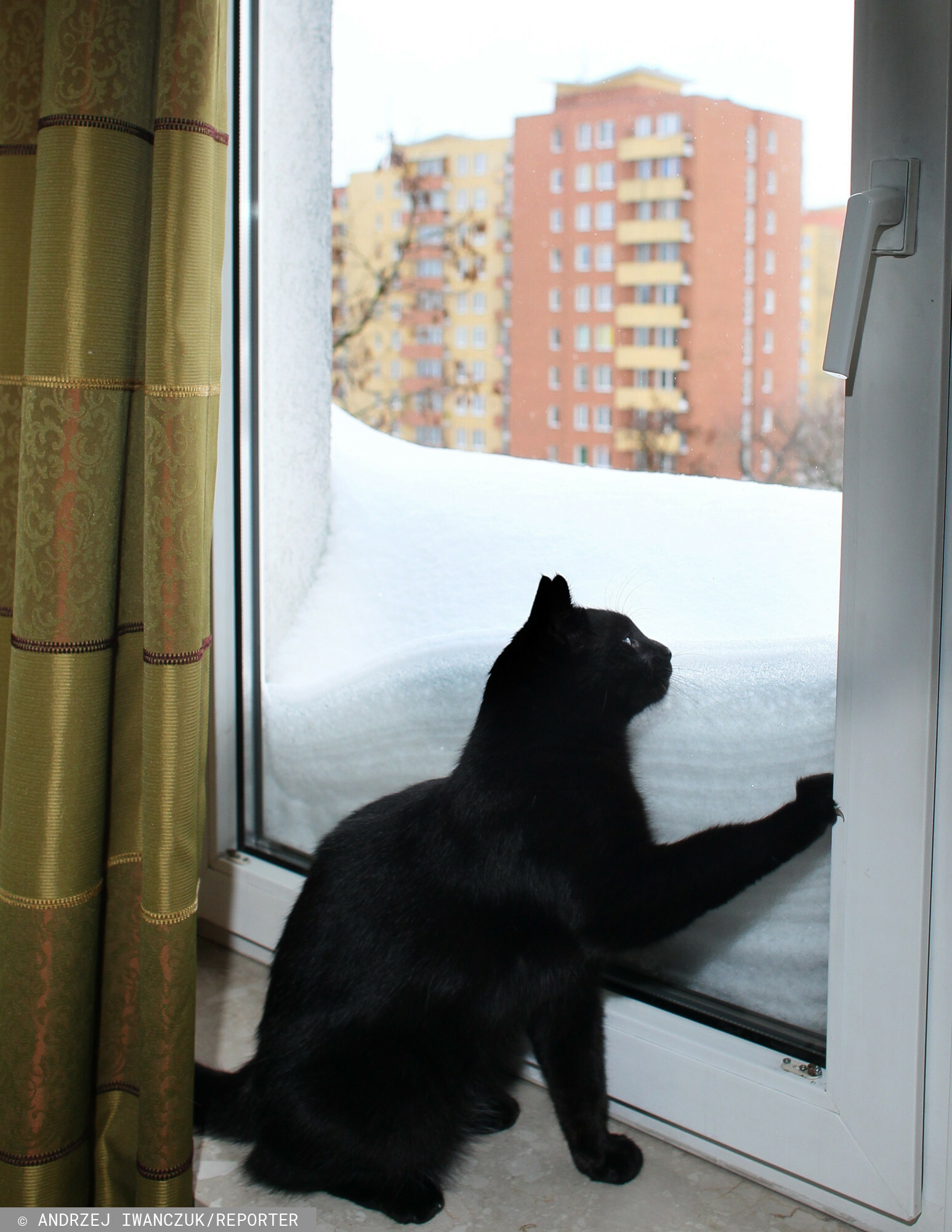 Kot i śnieg