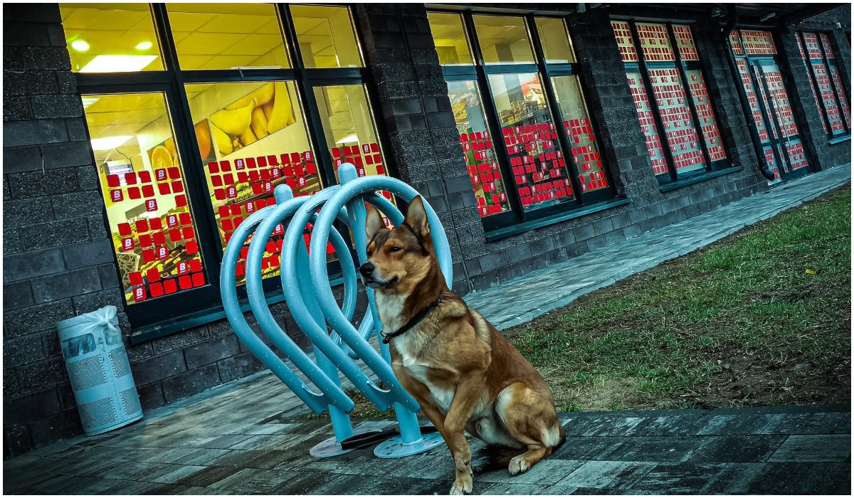 Pies przed sklepem