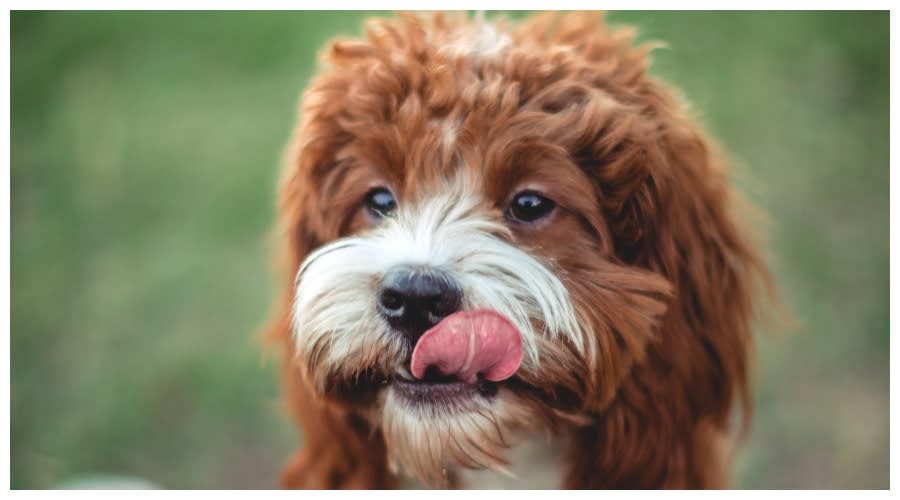 Pies z wystawionym językiem