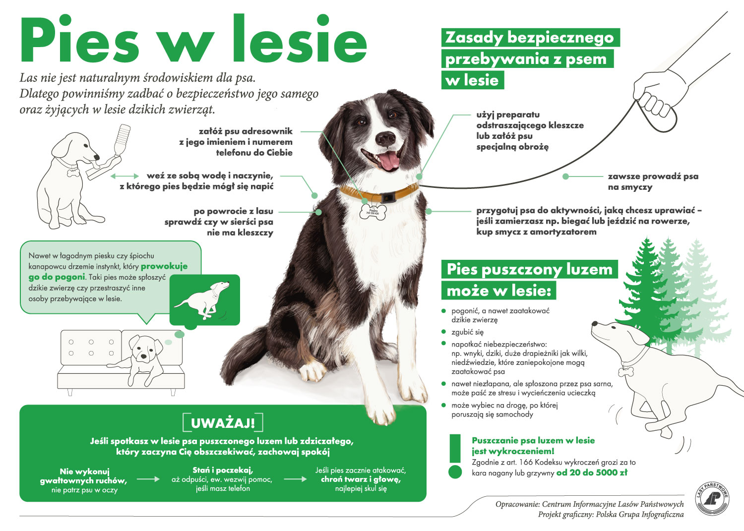 Infografika: Pies w lesie