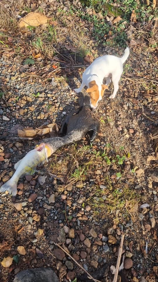 Jack Russell Terrier znalazł truchło kormorana. Niezbity dowód na to, że łakomstwo nie popłaca