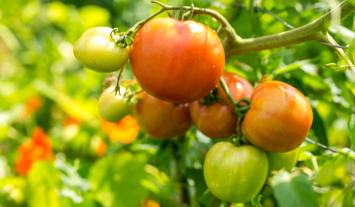 Największe błędy w uprawie pomidorów