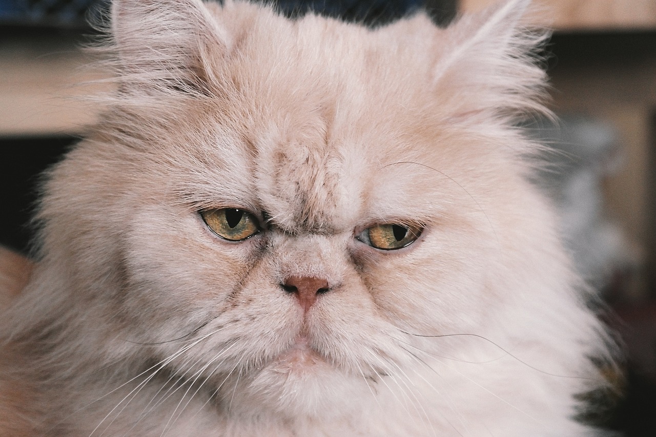 persian-cat-g47e0029b0 1280