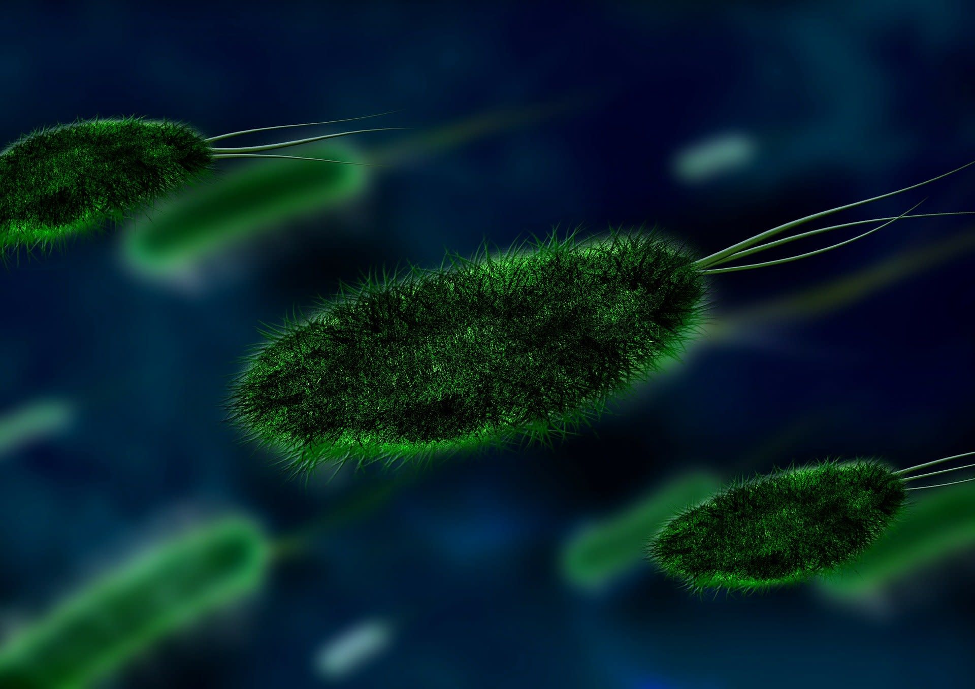 Enterococcus faecalis – objawy zakażenia i możliwe choroby.