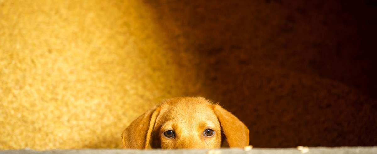 Żółtaczka u psa: objaw groźnych chorób