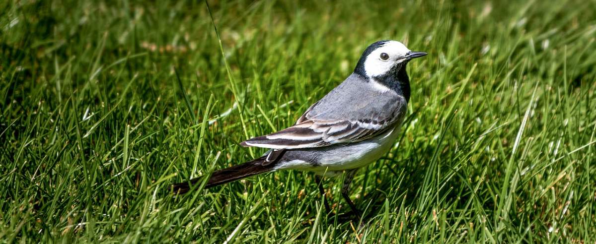 Pliszka siwa - najpospolitszy ptak w Europie