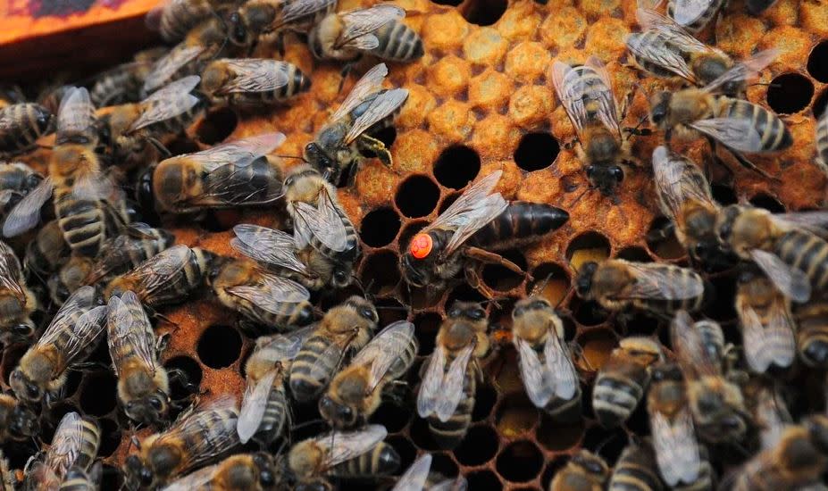 Pszczoły - zalane pasieki