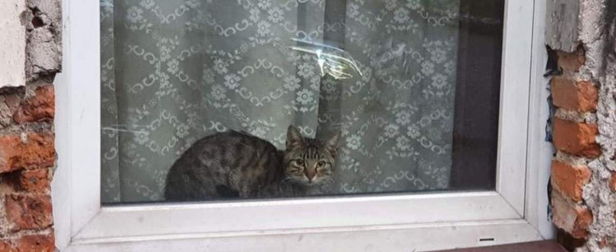 kot w oknie