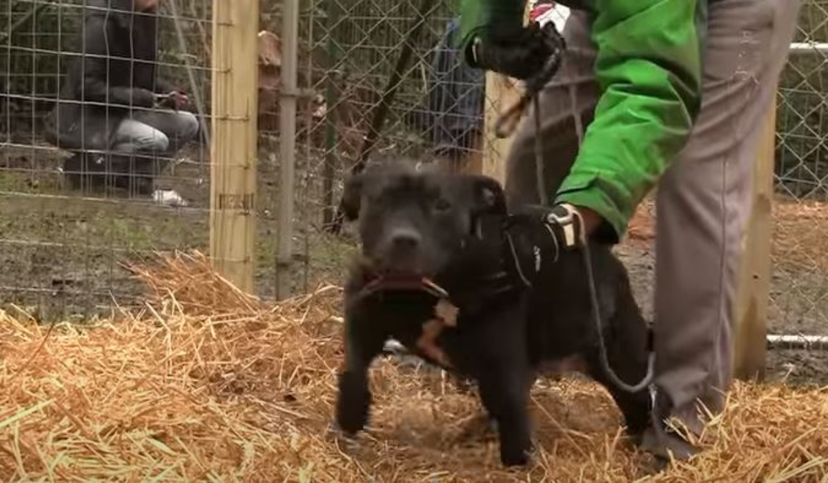 Pies spuszczony z łancucha, fot. screen z filmiku "Coalition to Unchain Dogs - Mama and Oreo" / YouTube