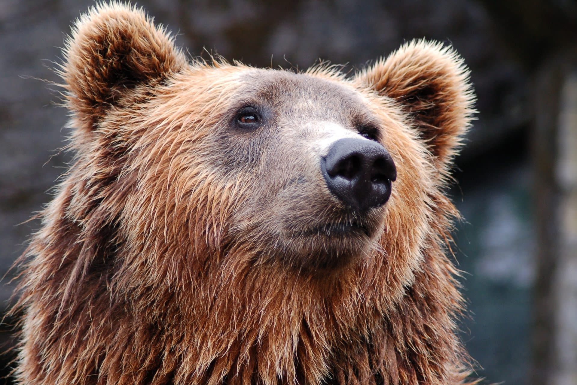 Atak niedźwiedzia w parku narodowym