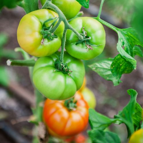Wiemy, dlaczego pomidory więdną i nie dojrzewają