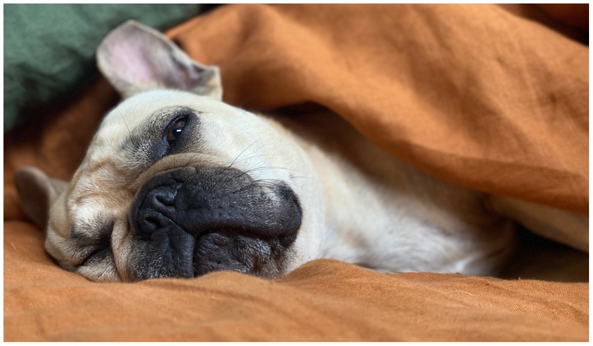 Psie śpiochy. 7 ras psów, które jak żadne inne kochają spać