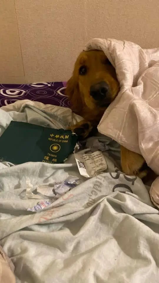 cane-distrugge-il-passaporto-e-salva-la-vita-al-proprietario2