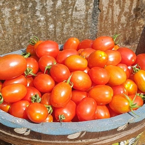 Dojrzałe, słodkie, soczyste pomidory w koszyku