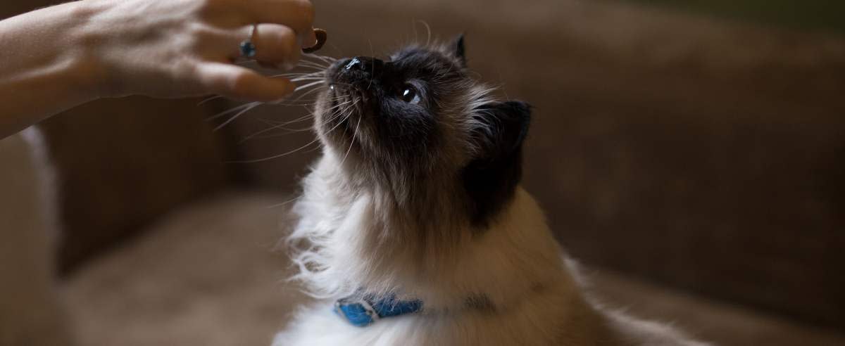Alergia pokarmowa u kota: jak ją rozpoznać i zwalczyć?