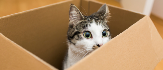 kot w pudełku