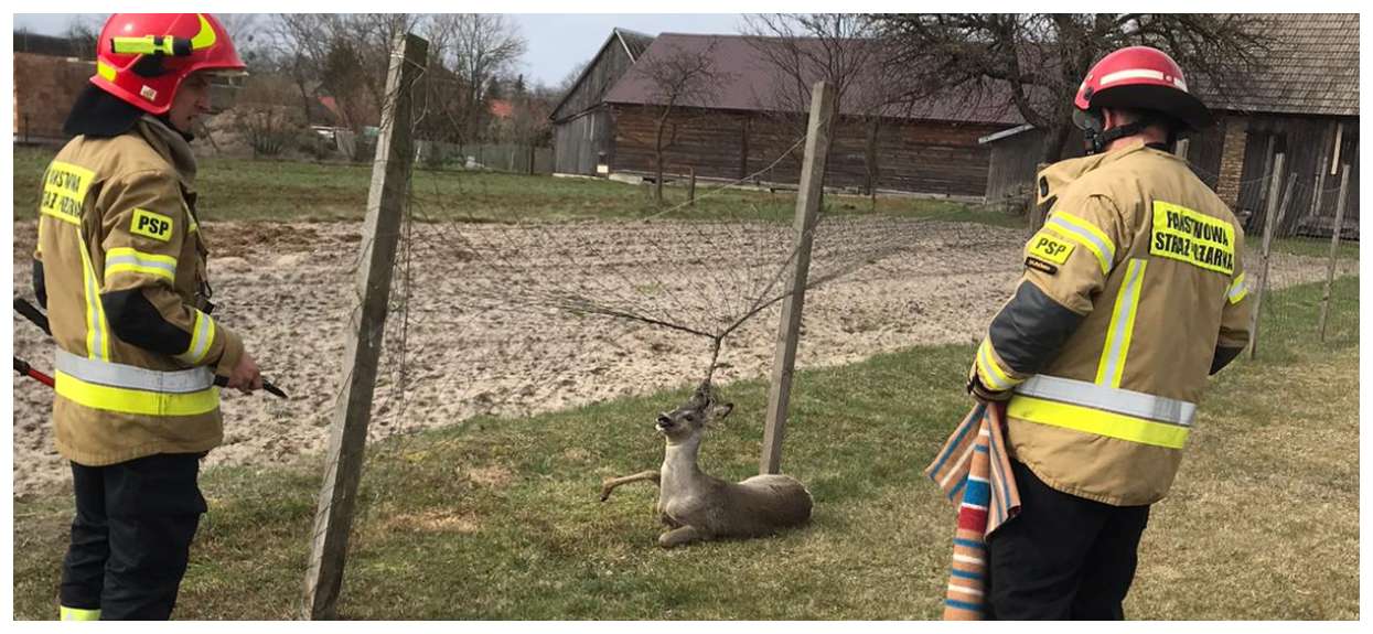 Koziołek zaplątany w siatkę