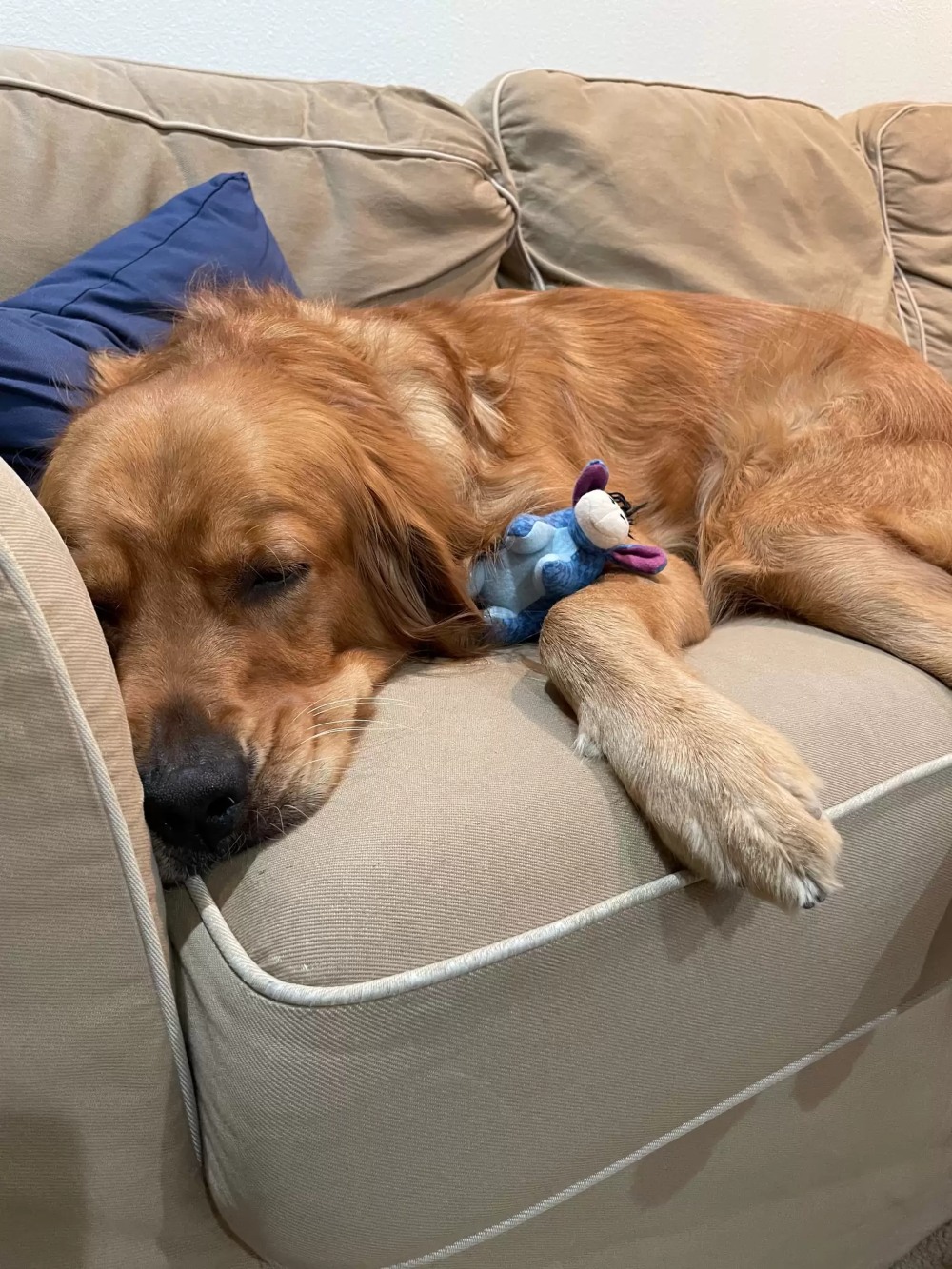 Golden retriever codziennie kradnie tę samą ozdobę (2)