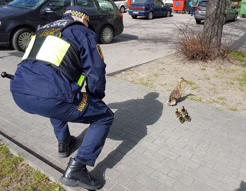Strażnik ratuje małe kaczki
