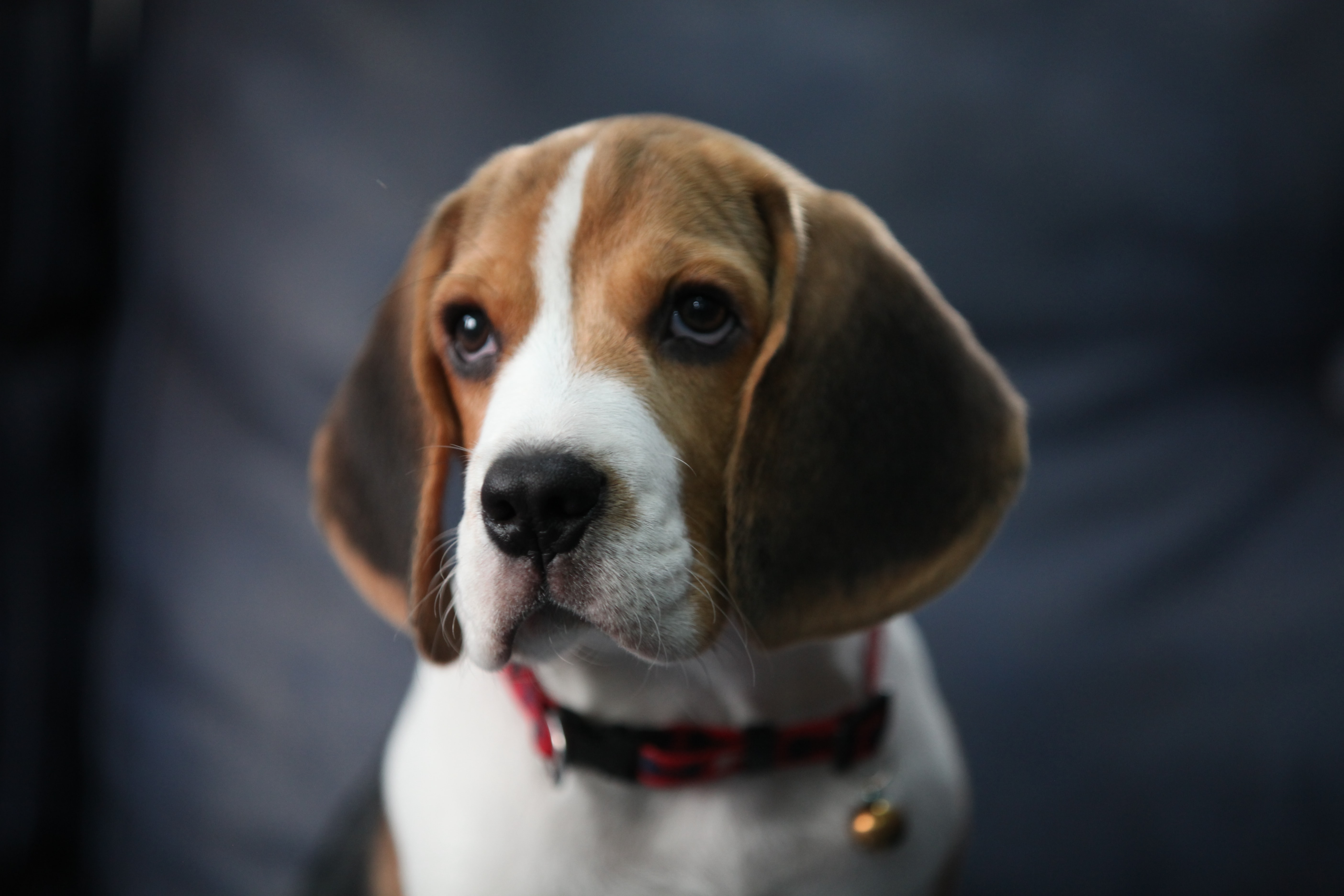 beagle