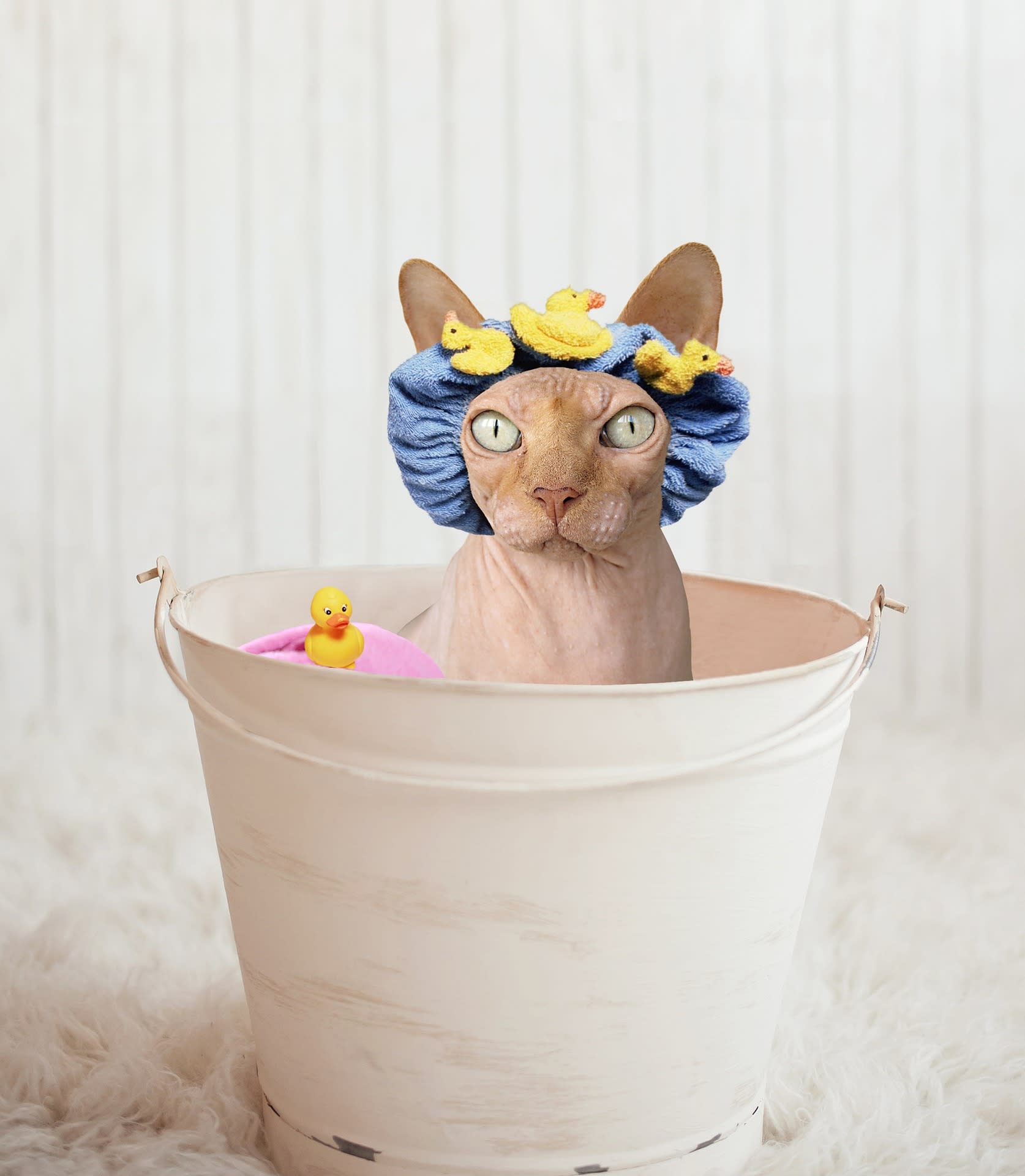 Kąpiel kota krok po kroku: jak wykąpać kota bez problemów?