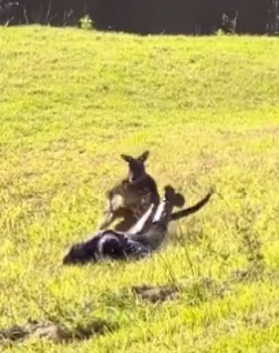 atak kangura (1)