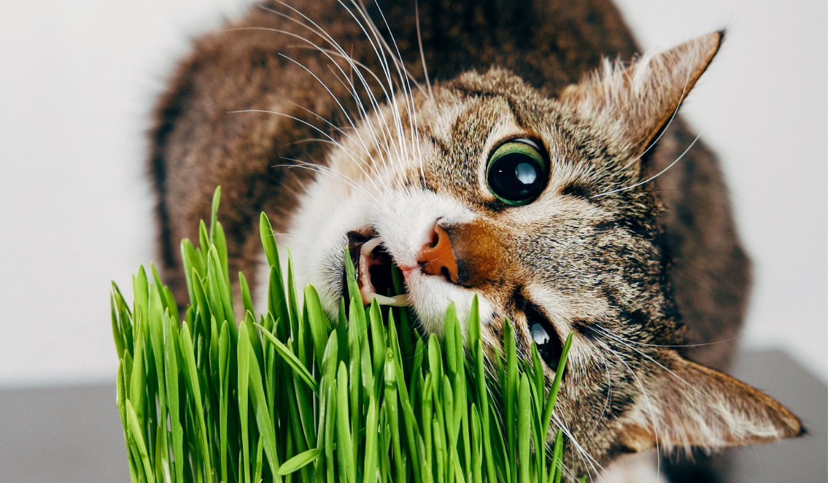 Kot podgryzający trawę