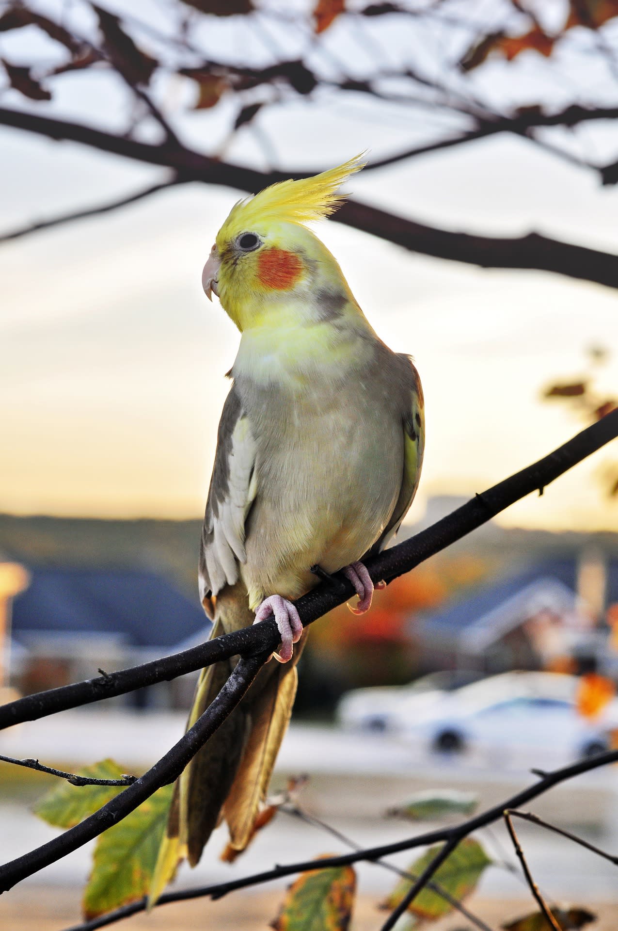 Nimfa: "zawstydzona" papuga z Australii