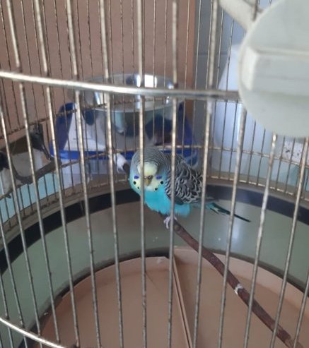 papużka w areszcie