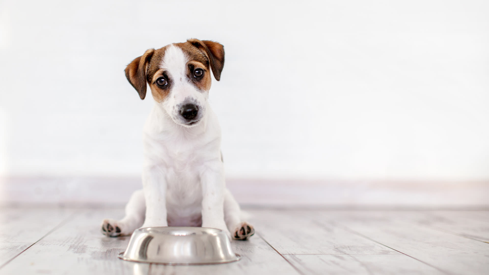 Sucha karma dla psa – czym się kierować przy wyborze?