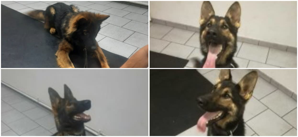Policja otrzymała nowe psy wyszkolone do badań osmologicznych.
