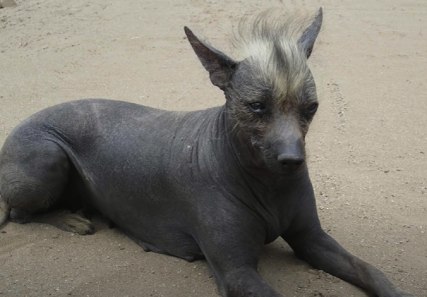 Peruvian naked dog