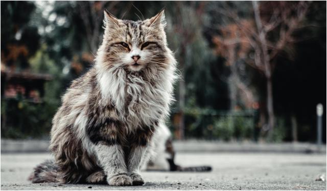 Maine Coon