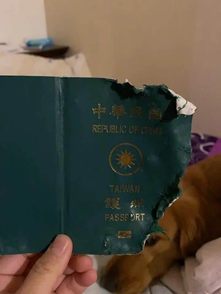 cane-distrugge-il-passaporto-e-salva-la-vita-al-proprietario4