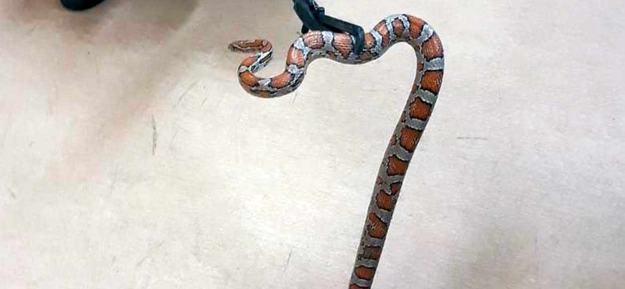 Strażnicy miejscy znaleźli dwumetrowego węża
