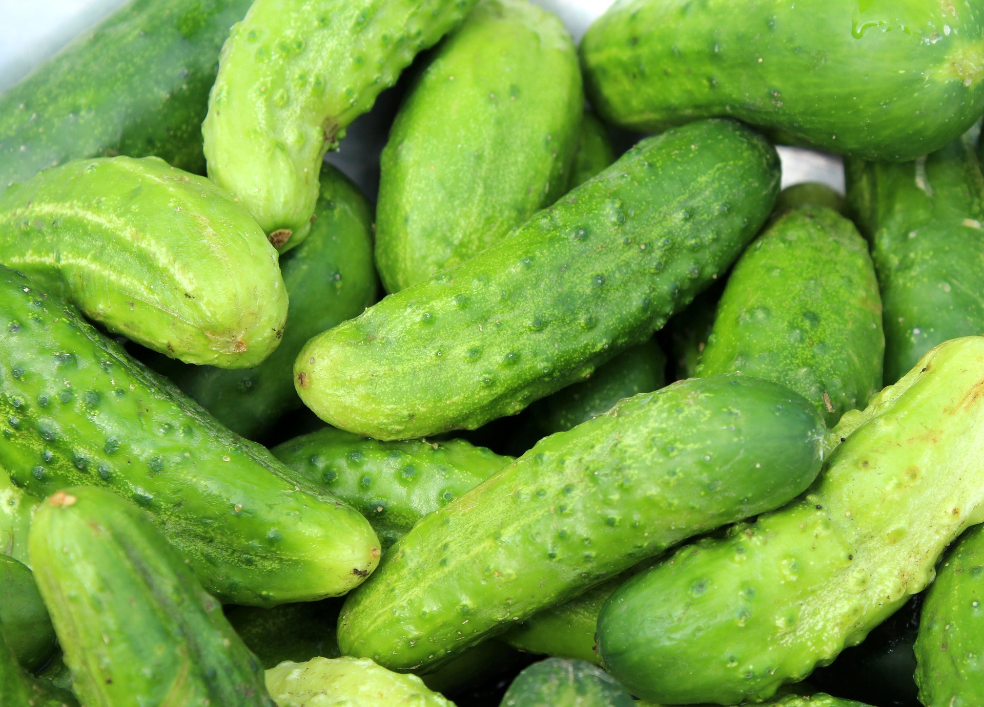 cucumbers-3534185 1920