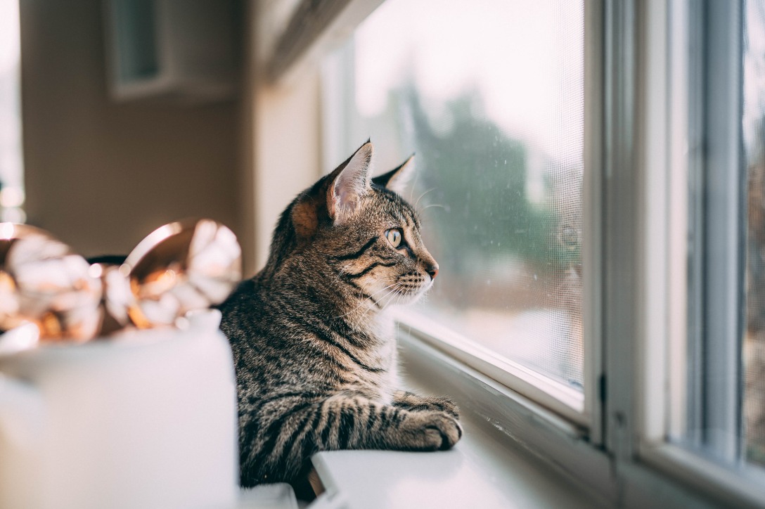 Wścibski kot podsłuchuje kłótnie sąsiadów. Najlepsza reakcja, jaką kiedykolwiek widzieliśmy (1)