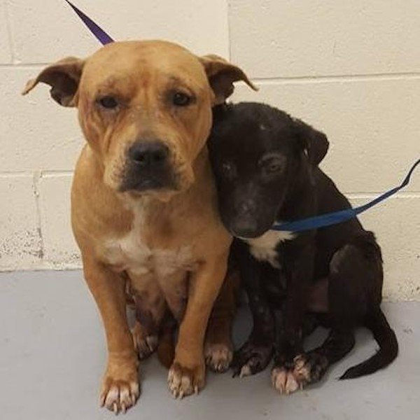 frightened-pit-bulls-clung-together-at-shelter-get-brighter-future-1
