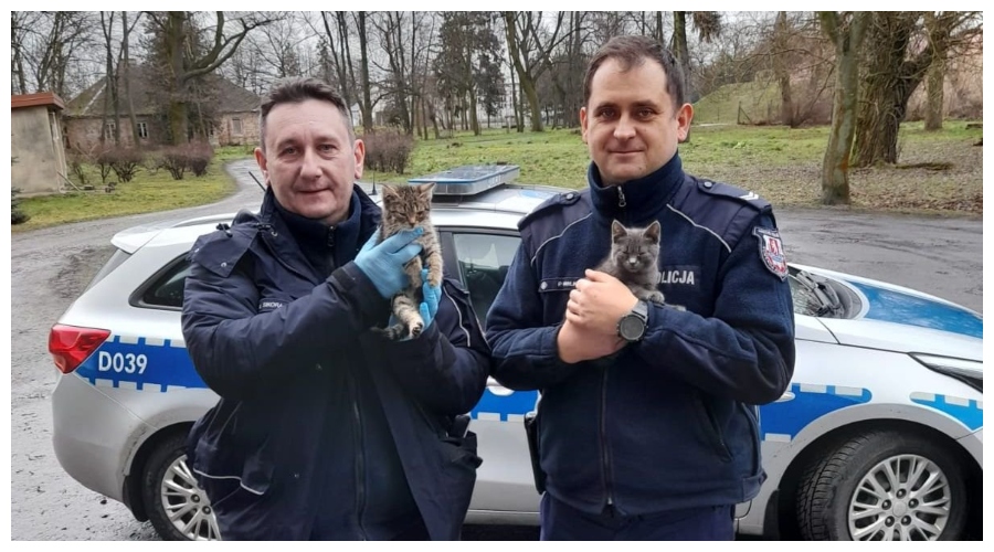 Policjanci uratowali kociaki