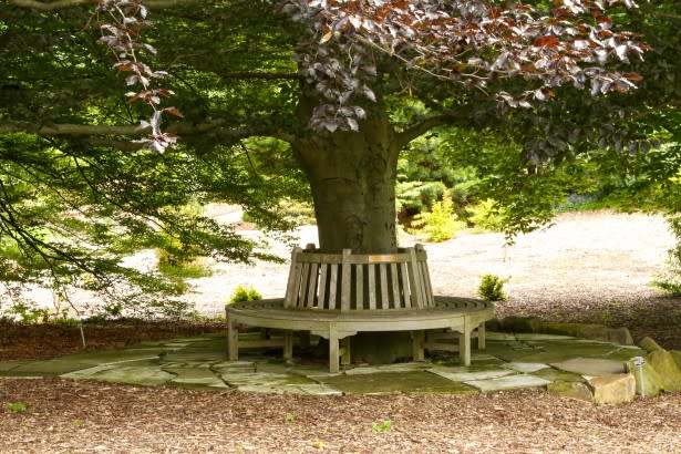 bench-around-tree