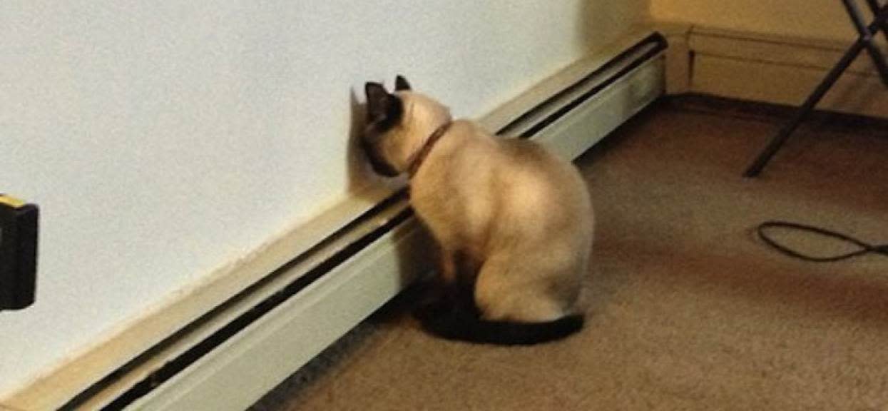 Kot pod ścianą