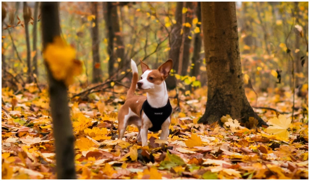 Pies jesienią