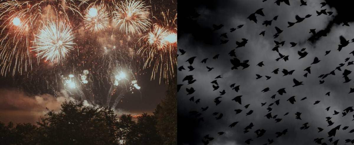 Fajerwerki nocą i lecące czarne ptaki