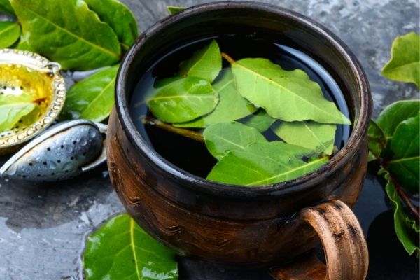 herbatka z liści laurowych