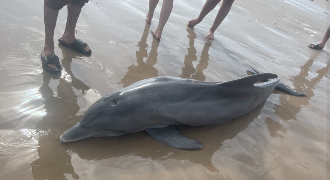 fot. facebook.com/tmmsn.dolphin.rescue