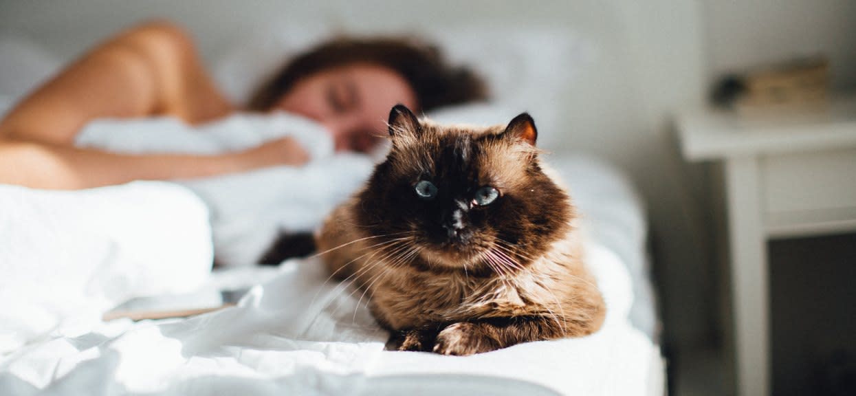 Kot w łóżku ze śpiącą kobietą